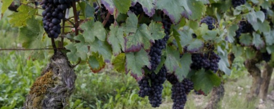 Acheter Vesicare – Illustration comprimés et boîte Vesicare